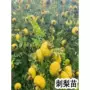 贵州种植盆栽庭院果苗