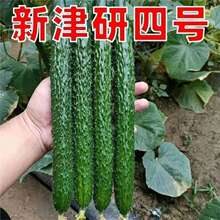 �߲˷N�ӻ��ܡ��G���S�ϷN�ӡ������߲˷N�џo�ܸ߮a�S�ϷN��