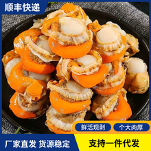 新鲜冷冻扇贝肉现剥速冻超大号扇贝肉蒜蓉粉丝扇贝海鲜水产批发