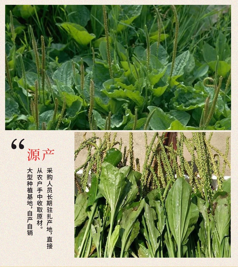 Plantain Herb Powder (Plantago asiatica) — Finely Ground Che Qian Cao, Food-Herb Botanical Powder quality and texture