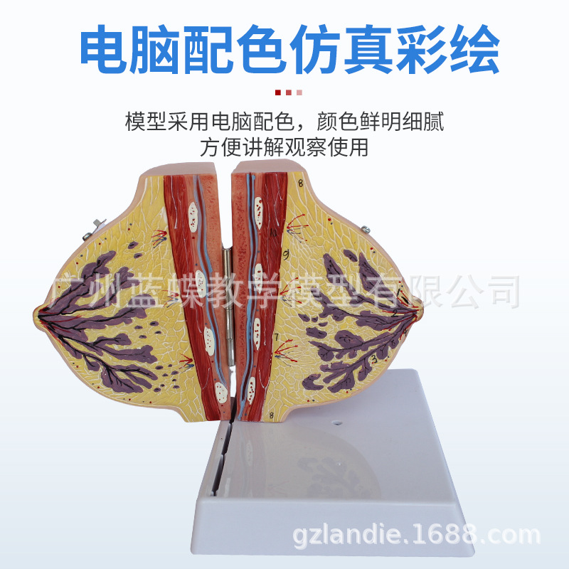 ��ѧ���沸����Ů���鷿����ģ�;�ֹ���ز��ṹģ�߲�����������