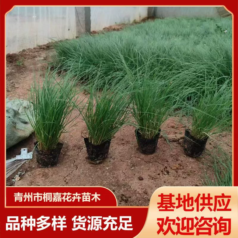 Бизоновая трава, популярная трава для цветочных клумб, ландшафтного дизайна, садоводства, оптовая продажа цветов, ландшафтный дизайн, зеленые растения.