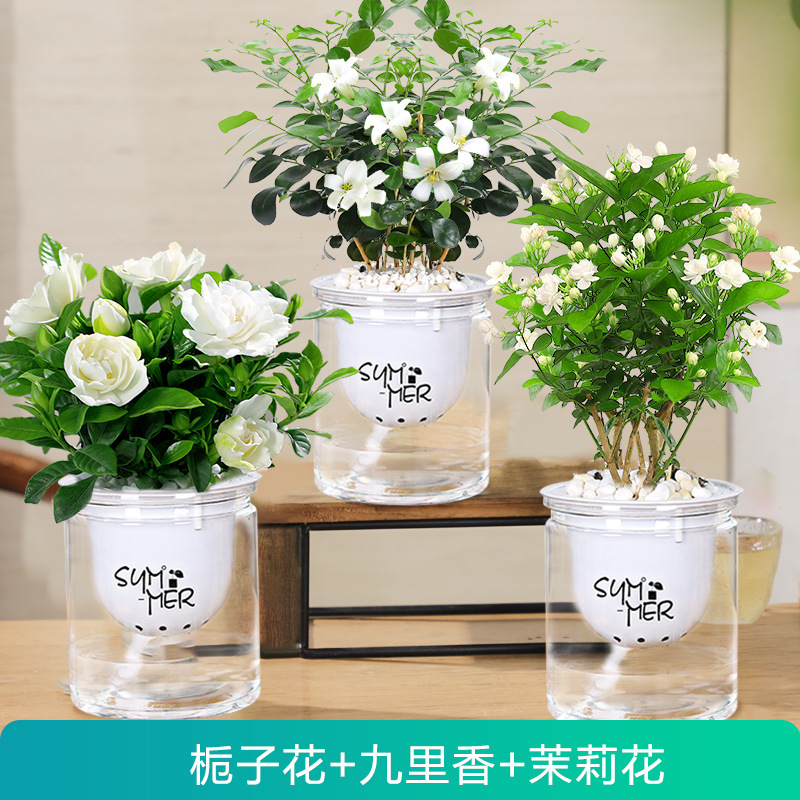 [향 3화분] 치자나무 + 구리향 + 자스민