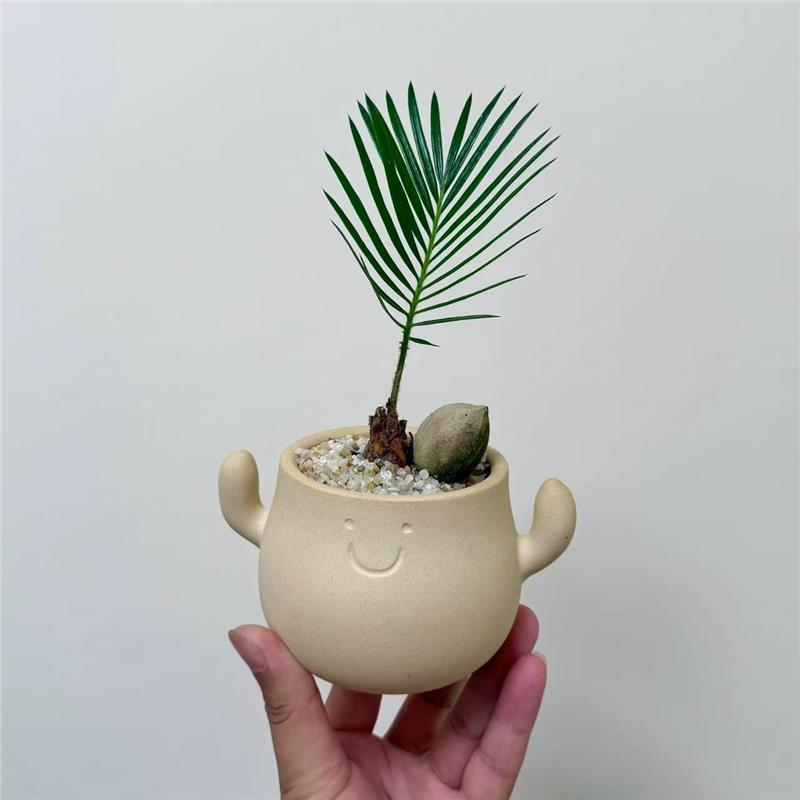 铁树宝宝+笑脸小陶盆【送托盘+铺面石】