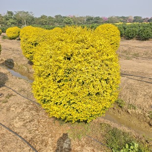 2601���Թ��� ����Ůؑ���� ���� 0.8-1.5�� ��ɫ�~���G��ľ