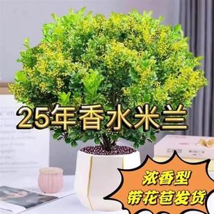 Authentic Perfume Milan Flower Potted Plant Blooms in All Seasons, Balcony Courtyard Is Easy to Maintain and Purifies the Air to Absorb Formaldehyde Green Plants