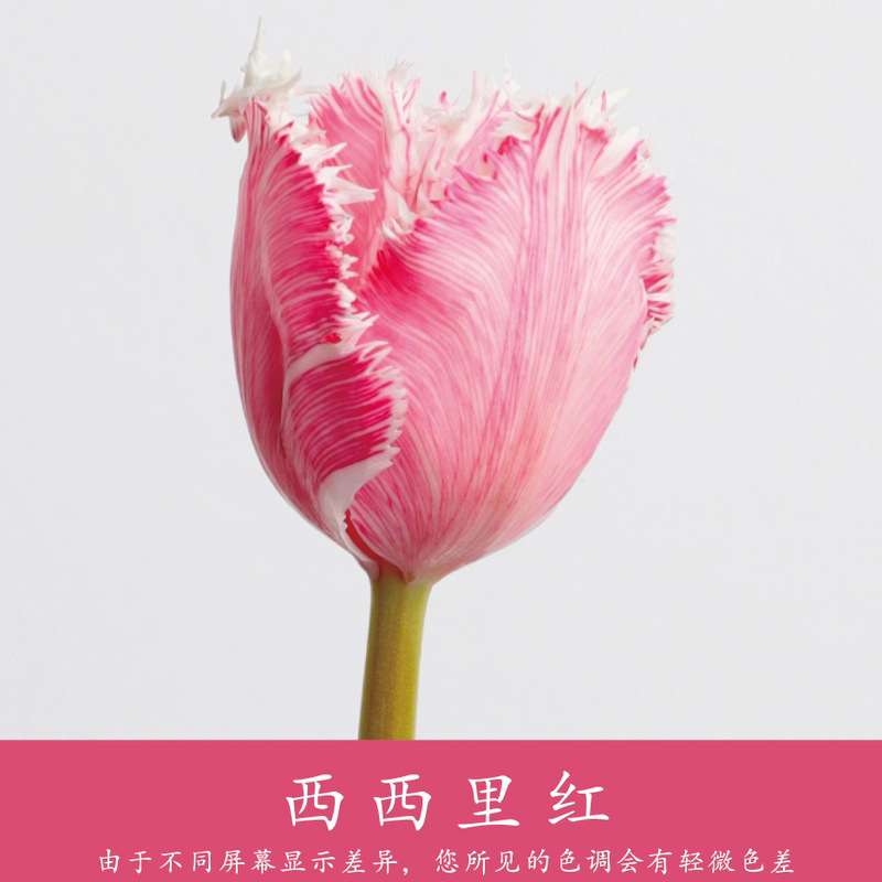 Material de embalaje de flores frescas Agente de tinción en aerosol de flores secas Salsa de ciruela negra Pintura en aerosol de flores Pintura en aerosol de flores Agente de color de flores