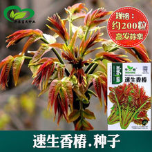 ԭ�b�t���㴻�R���ͺ������㴻��N�Ӹ߮a�������ļ�ͥԺ�߲˷N��