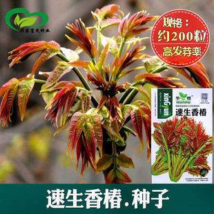 ԭ�b�t���㴻�R���ͺ������㴻��N�Ӹ߮a�������ļ�ͥԺ�߲˷N��