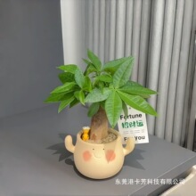 单杆发财树植物办公室内工位盆栽绿植花卉四季常青懒人好养