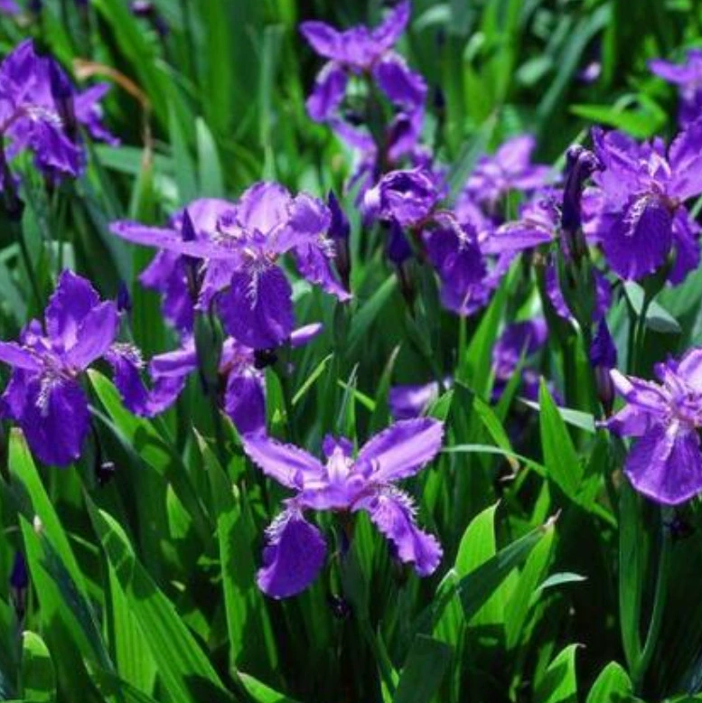 Водное растение Ирис Водный вечнозеленый Ирис Сибирский воздушный змей