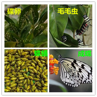 ����������x��Ӽ�ɷ��������Bֳ���xëë�x�Q������ͯ��Bţ