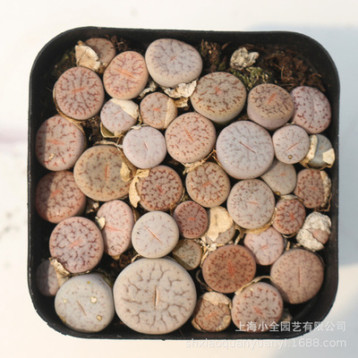 7cm方盆曲玉生石花多肉批发带盆番杏科小苗lithops live  plant
