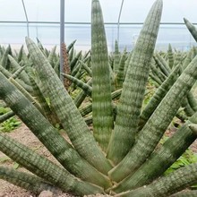 网红佛手虎皮兰大中小老桩招财组合款室内外盆景好养易活办公摆放