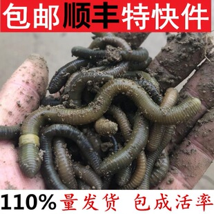 ���w�����S�X��������������������������~�D�T�D���]