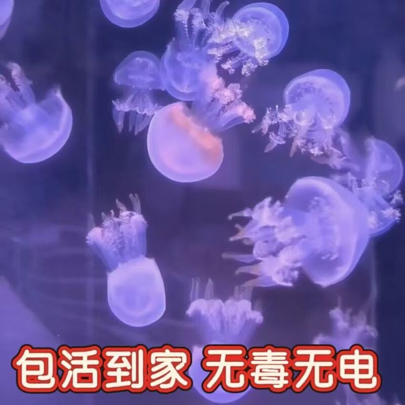 Zhejiang Shipped Internet Celebrity Pet Live Desktop Student Children's Luminous Non-Toxic Gift Good for Raising Baby Red Moon Jellyfish