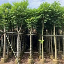 求购仁面树-求购仁面树批发、促销价格、产地货源 - 阿里巴巴