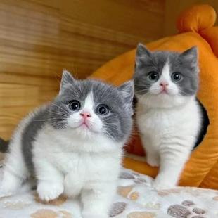 ���N�{؈����Ę�{؈�{�����̻��w���NӢ��С؈�{��؈�y�u�ӻ��w��