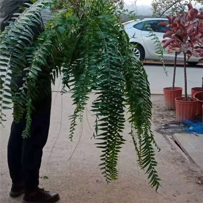 Гигантский длиннолистный папоротник Maidenhair, бостонский папоротник, большой подвесной горшечный папоротник, комнатный горшечный папоротник Maidenhair с корневищем тропического леса для гостиной.