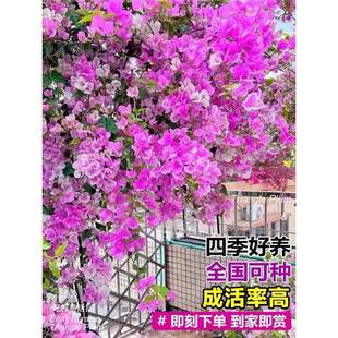 �ذ�����÷�ļ��_�����Դ��玧���Ϙ�����ֲ���ͺ�÷����ͥԺ�̨