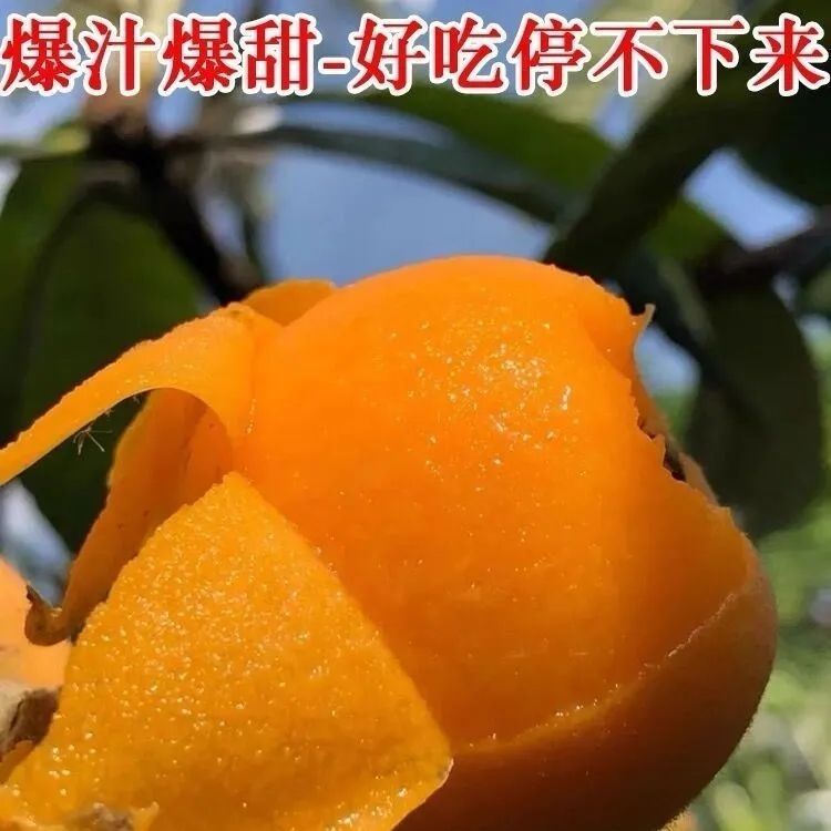 농가 30년산 비파 - [껍질이 얇고 과육이 두껍고 과즙이 풍부] - 대형 열매 1.5kg개 [39~48개] - 달콤한 통박스