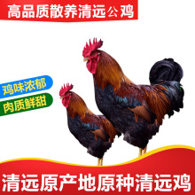 童子鸡广东清远鸡山林散养小公鸡小孩吃清蒸炒均可