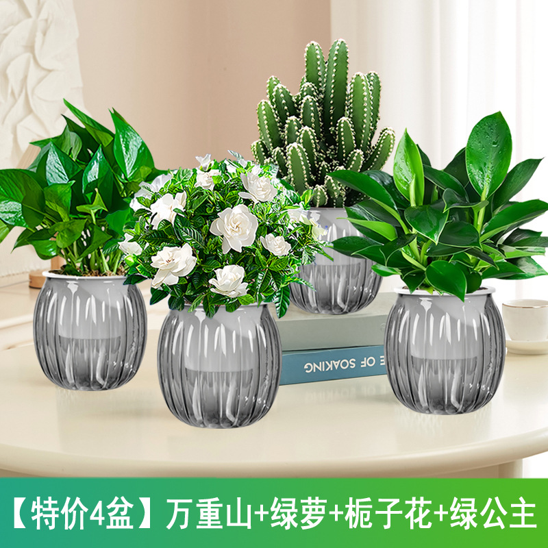 [특가 화분 4개] 완중산 + 포토스 + 치자나무 + 그린 프린세스(회색 호박 화분) +