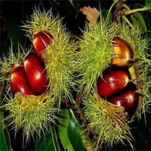 ���������������Ϸ�����ͥԺ�Nֲ�޽��ش����Ә�����Ԯ���Y��