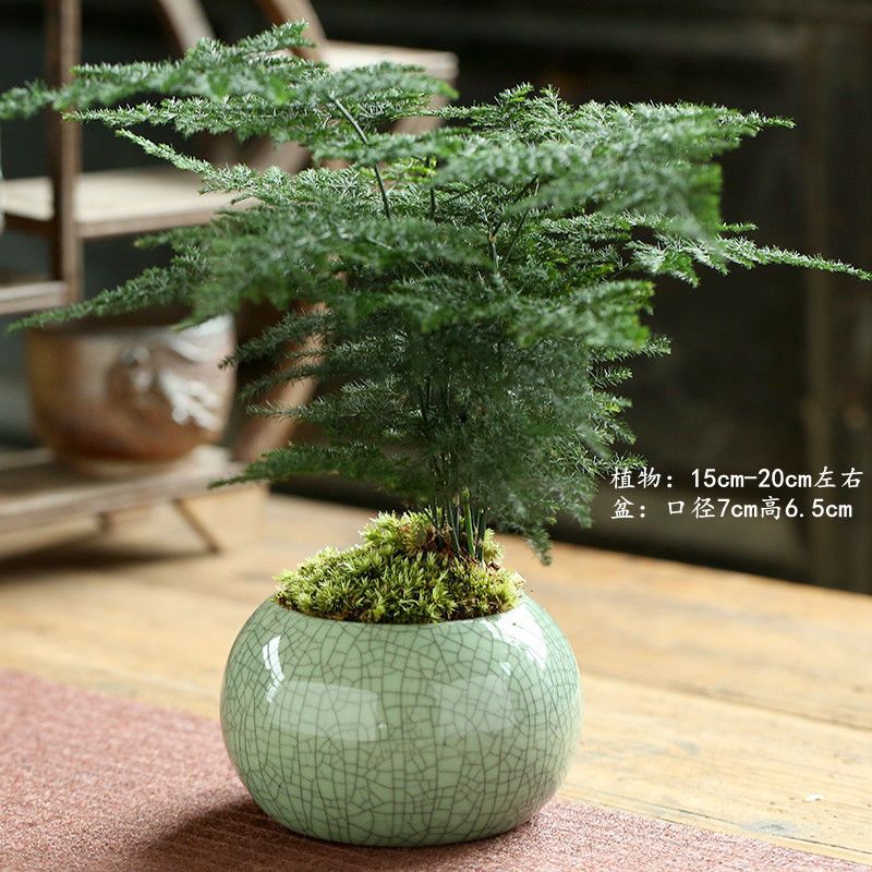 침수 잉크 가마 매화 그린 + 아스파라거스가 잘 심었습니다.