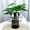 Gray Plastic Plastic Basin Rich Bamboo Gold Diamond Fortune Tree Jiulixiang Green Plant Desktop Good Hydroponic Green Plant Office