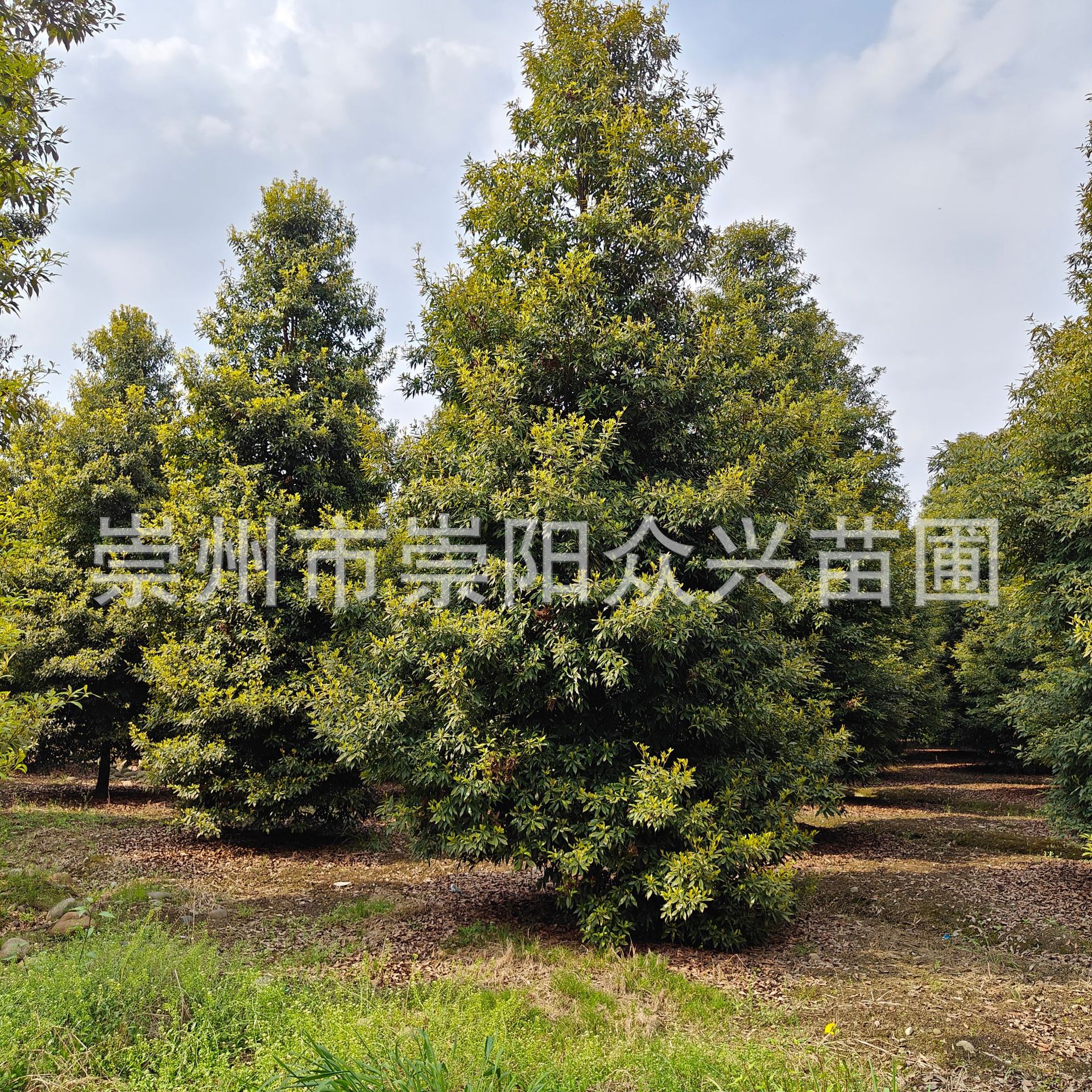 金丝楠树5公分专业基地.原生苗.移植苗规格齐数量足.欢迎现场选树