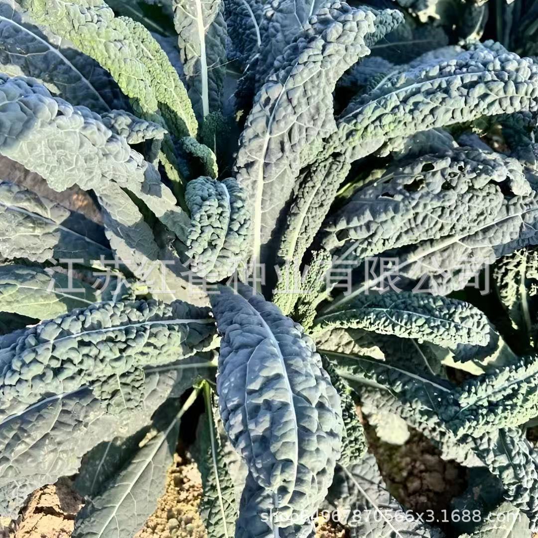 543a036fa0ff1c90f557a6c7499258