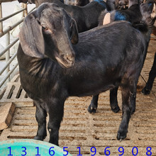 努比亚黑山羊小公羊价格 山东萨能奶山羊 红鹿奶山羊种羊养殖场