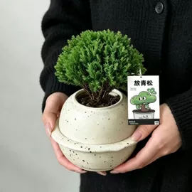 盆栽;观赏凤梨;栽培基质