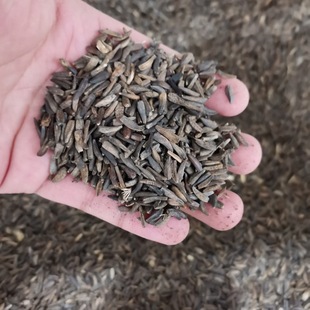 �ľ��N��ͥԺ�Nֲľ����a�ļ�����������N�ѷNͥԺ�r�I�ķNֲ