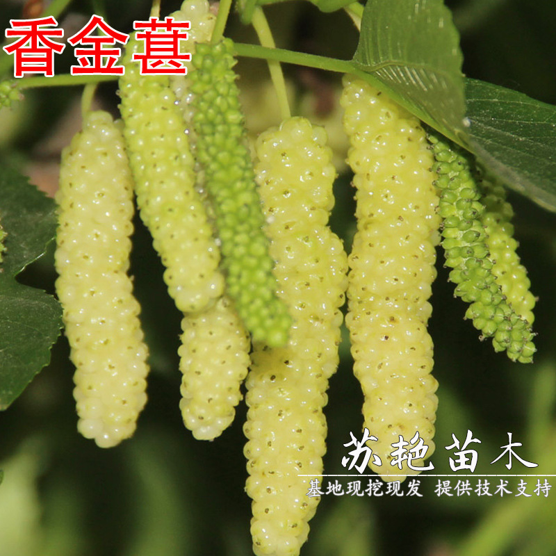 香金蜜白色长果桑香金葚桑葚树苗盆栽地栽耐寒甜桑葚苗南北方种植