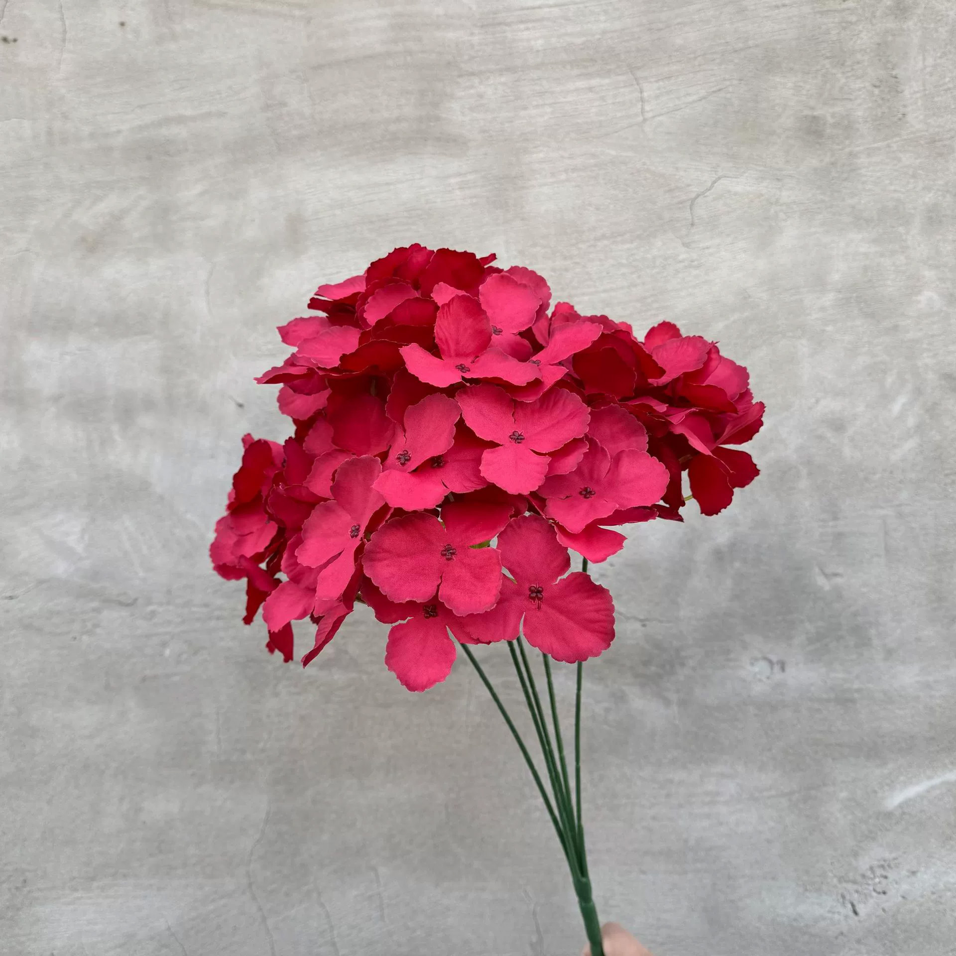 Hortênsia vermelha de 5 pontas