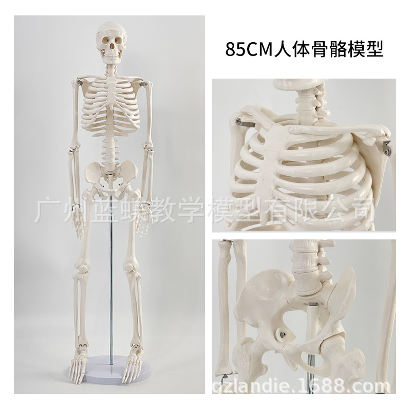 85cm�������ģ��170cmȫ�����˹Ǽ�����ģ��С���ý�ѧ��׵ģ��