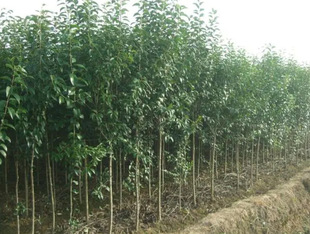 One Piece of Dropshipping for All Year Round Fortune Tree Tall Pole Ligustrum Tree Seedlings Courtyard All Year Round Evergreen Landscape Tree Large Leaf Ligustrum Tree