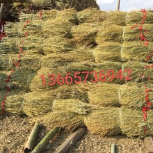 �B�~�r�����bh�l�߰�������ë�϶��S�Ͻ�֦������r��