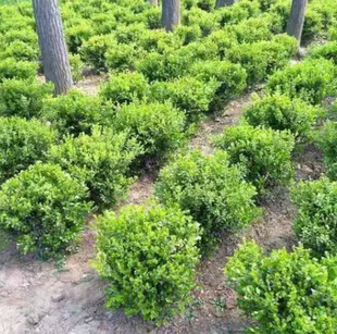 One Piece of Delivery Holly Seedlings, Greening Seedlings, Four-Season Evergreen Saplings, Courtyard Outdoor Saplings, Small-Leaf Boxwood Seedlings, Red