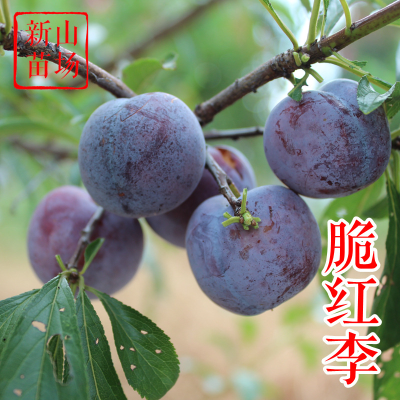 脆红李苗 晚熟自花授粉中国茵红李玫瑰李红宝石半边李子树苗基地