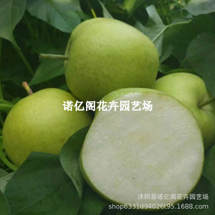 �޽������Xɽ��Ƥ������������������Ƥ�����ϱ����Nֲ�Xɽ��
