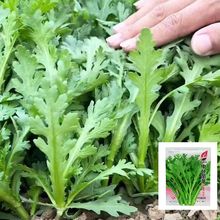 皇帝菜中叶茼蒿菜种子分叉多花叶茼蒿种子四季春菊菜蔬菜种子大全