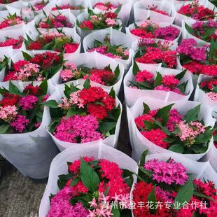 Five-Star Flower Blooms in All Seasons Indoor Potted Balcony Heat-Resistant Lazy Flower Pink Princess Red Knight Purple