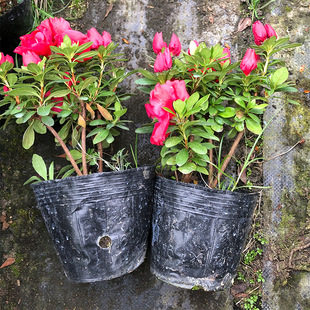 ��Ʒ16�������N �����r�����ļ����N��  ���̾G����ľ ������Gֲ