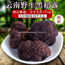 云南特产野生新鲜黑松露菌白松露酱块菌5-7公分1000克500克野生】