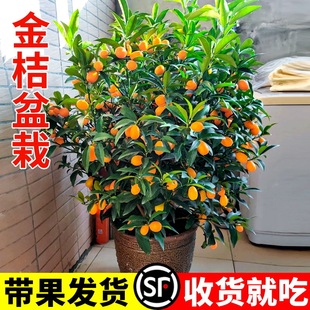 ��ۘ����Ԙ��玧����Ƥ���Ӵ��͹���͏d��ʳ�ù����҃�ֲ���ļ�