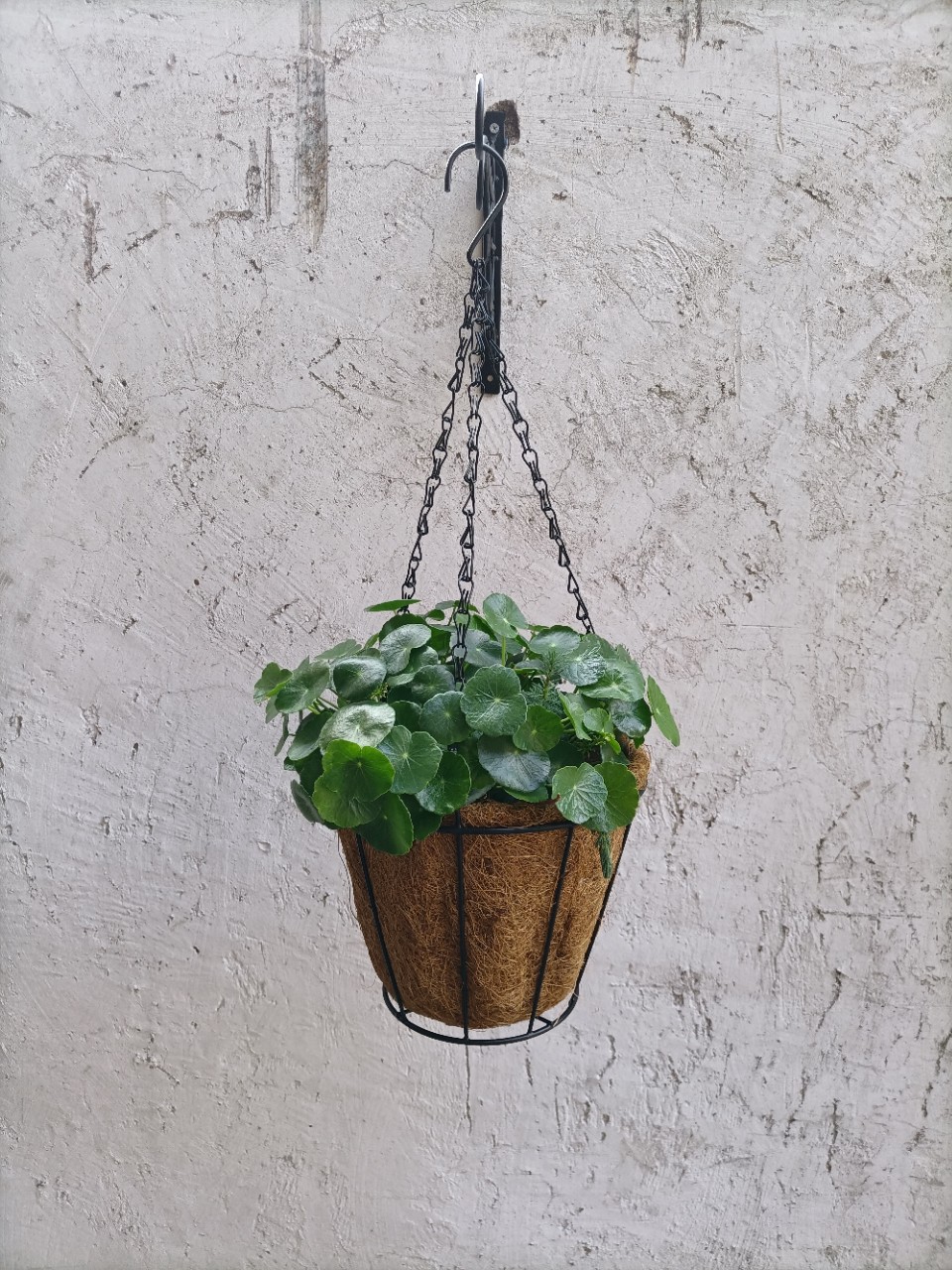 Source Factory Produces Coconut Palm Hanging Basket Hanging Basin Amazon Cross-Border E-Commerce New Balcony Flower Basket Fake Flower Decorative Hanging