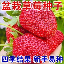 四季奶油草莓种子食用香甜大果草莓新手易种阳台盆栽水果蔬菜种籽